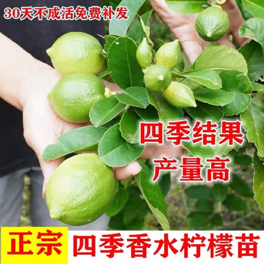 横州市四季香水柠檬树苗广东香水柠檬苗无籽无核柠檬苗盆栽地栽当年结