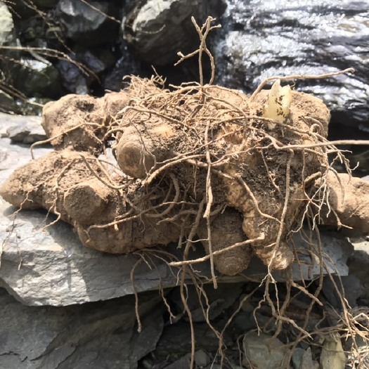 巫山良姜（大山深处纯现采现发）
