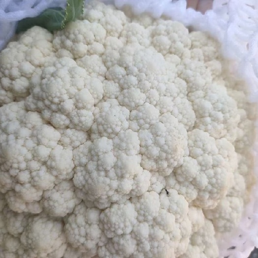 乐亭县白花菜花河北省唐山市乐亭县有机花大量上市品质好质量高欢迎咨询