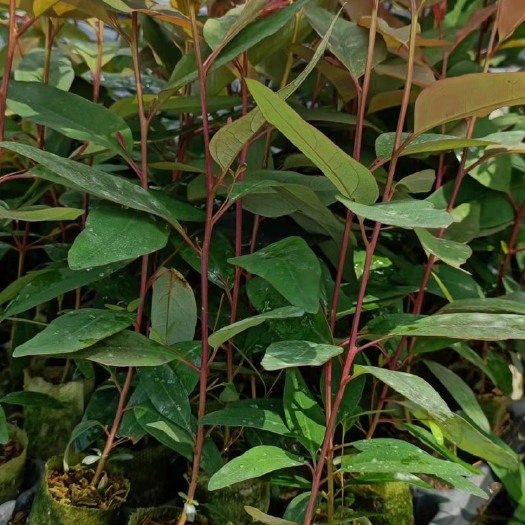 灵山县桉树苗 29号桉树