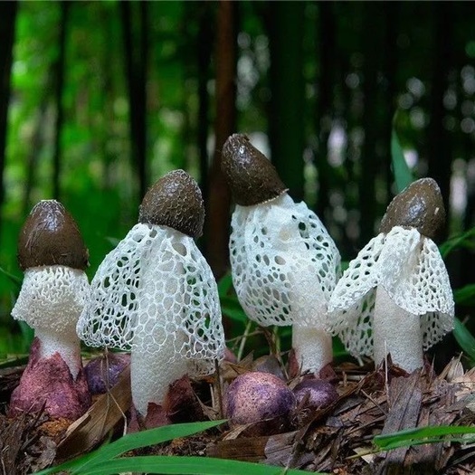 织金县织金竹荪   贵州织金鲜竹荪特级野生