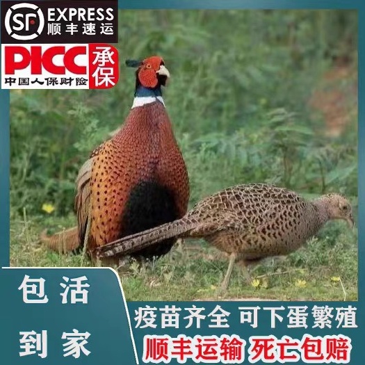 揭阳散养七彩山鸡   散养七彩活体 稚鸡月子鸡可下蛋繁殖到家