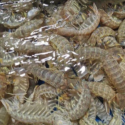连云港 皮皮虾