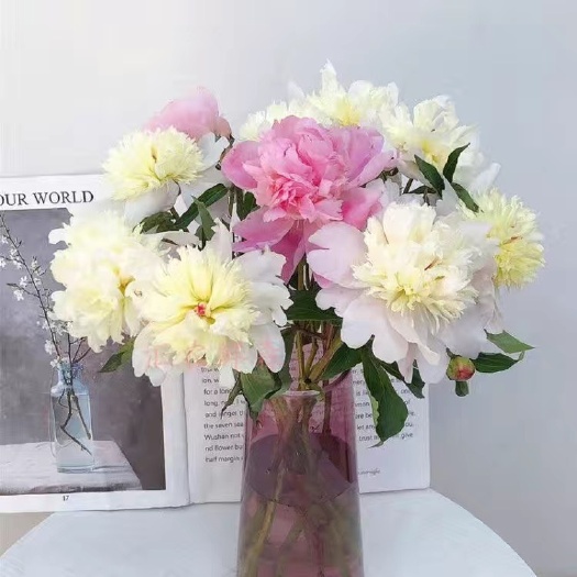 四川中江重瓣芍药鲜切花10支/扎 电商代发 团购