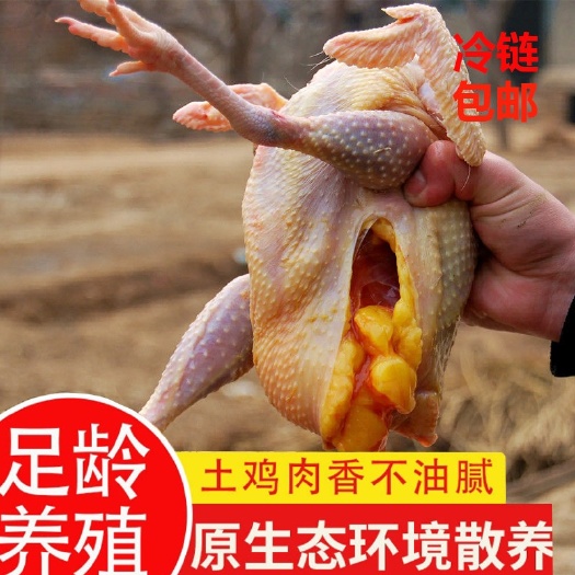 曹县农家散养3-4年老母鸡现杀土鸡柴鸡草鸡走地鸡月子鸡整鸡
