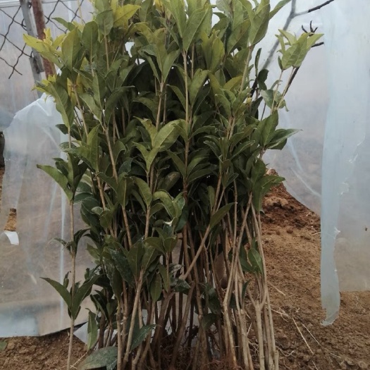 灵山县 四季桂花树