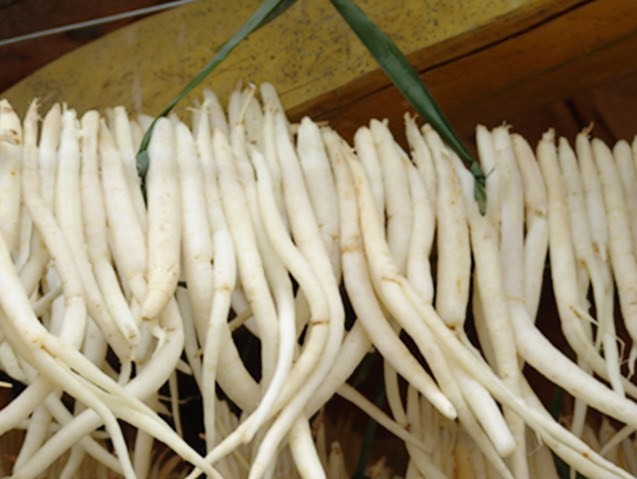 南沙参 沙参，四川川明参，产地直销
