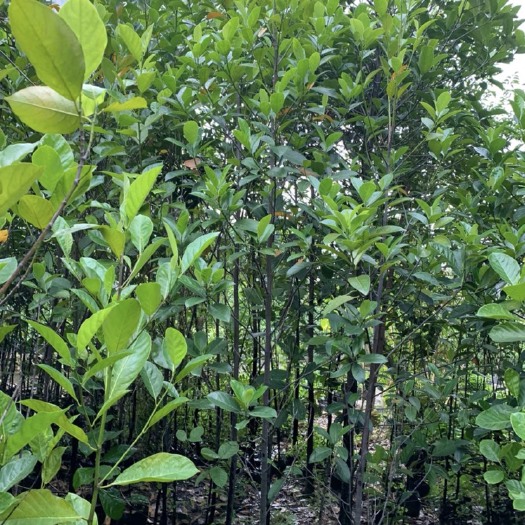潮州菠萝蜜苗 菠萝蜜树大苗2-3米高
超低价出