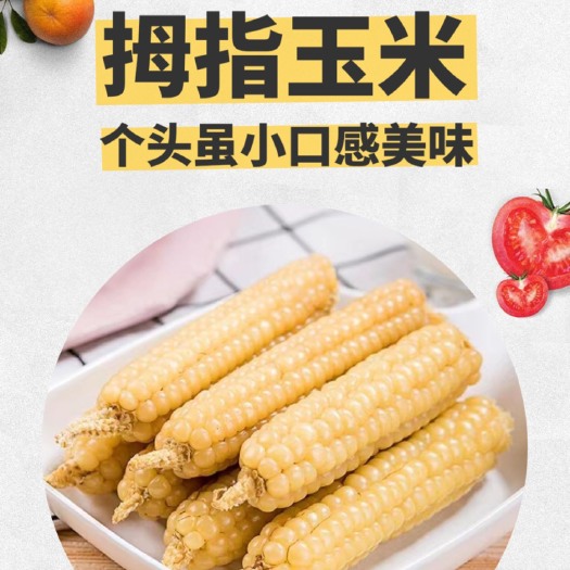 昆明糯玉米 西双版纳老品种-拇指玉米