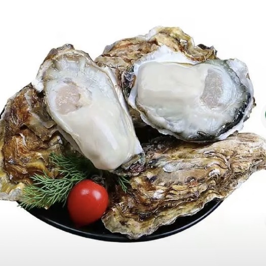 钦州 生蚝