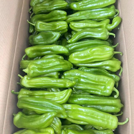 西昌市青泡椒 泡椒