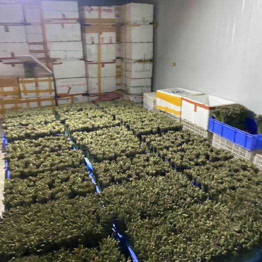 绿芦笋 上海市上海市崇明区 30cm以上 