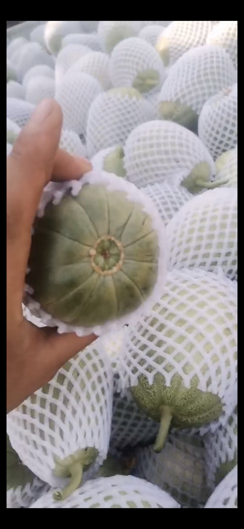 临渭区 芝麻密 芝麻瓜