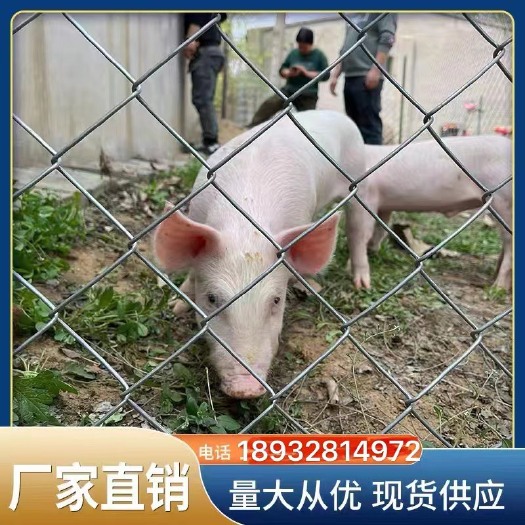 安平县护栏网  牛羊网钢丝网果园网防锈防腐蚀养殖网铁丝网防护网围栏