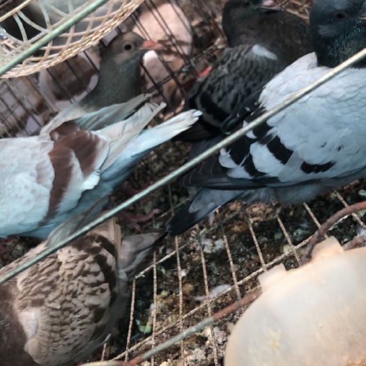 南宁 肉鸽