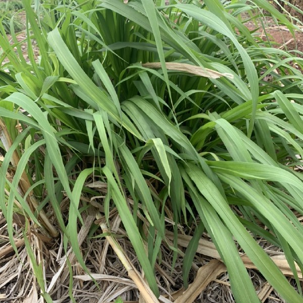 牧草 金牧粮草一号种节种苗，金牧粮草二号种子