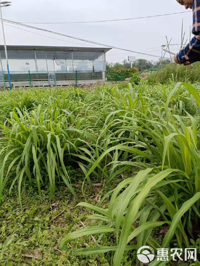 牧草 金牧粮草一号种节种苗，金牧粮草二号种子