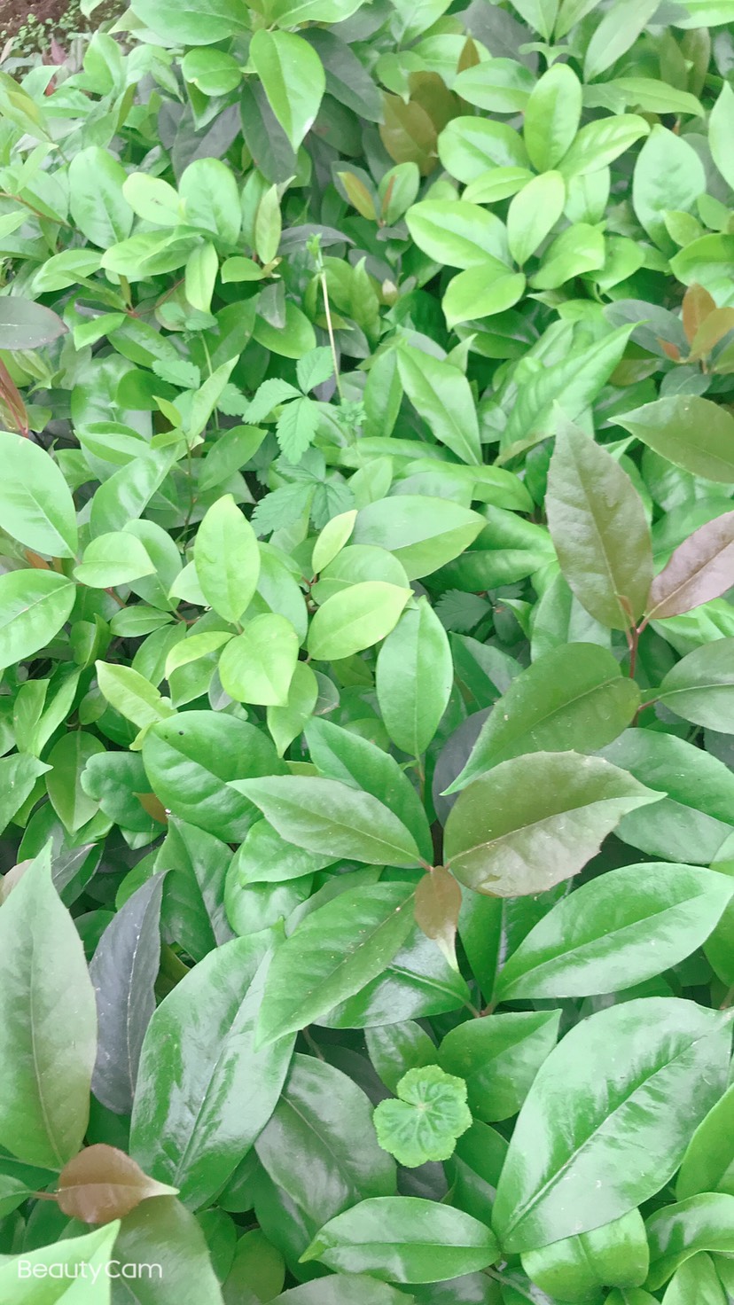 黑老虎苗冷饭团、过山风、风沙藤、透地连珠、三百两银、红钻、