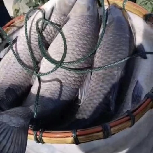 湖州乌青鱼，螺蛳青鱼，垂钓专用，长年供应各种规格大青鱼，保成活