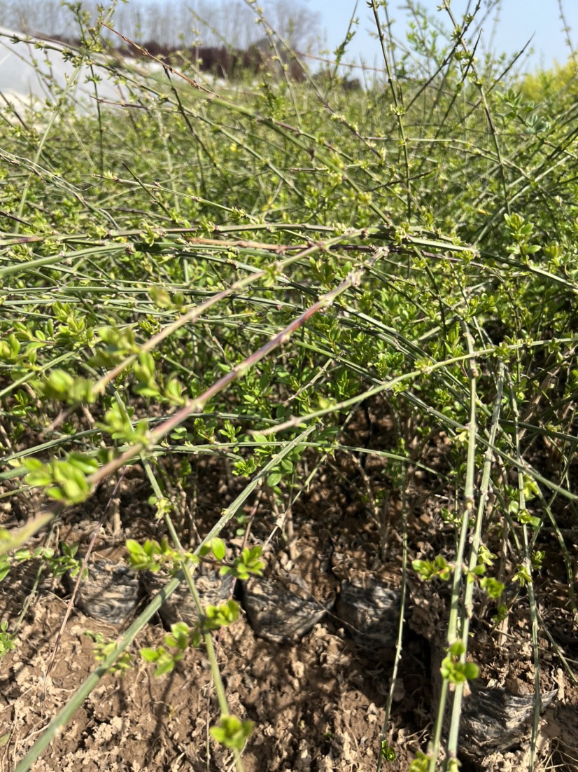  出售小苗，迎春花，各种规格的都有，需要的联系我，欢迎老板采购