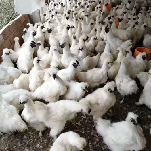 广州乌骨鸡苗 出壳鸡苗 1日龄 公母混合 肉蛋兼用