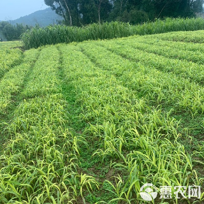 牧草 金牧粮草一号种节种苗，金牧粮草二号种子