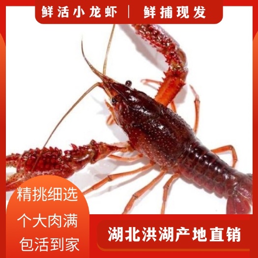 洪湖市【洪湖】清水小龙虾湖北洪湖小龙虾批发 基地直供 鲜活肉满
