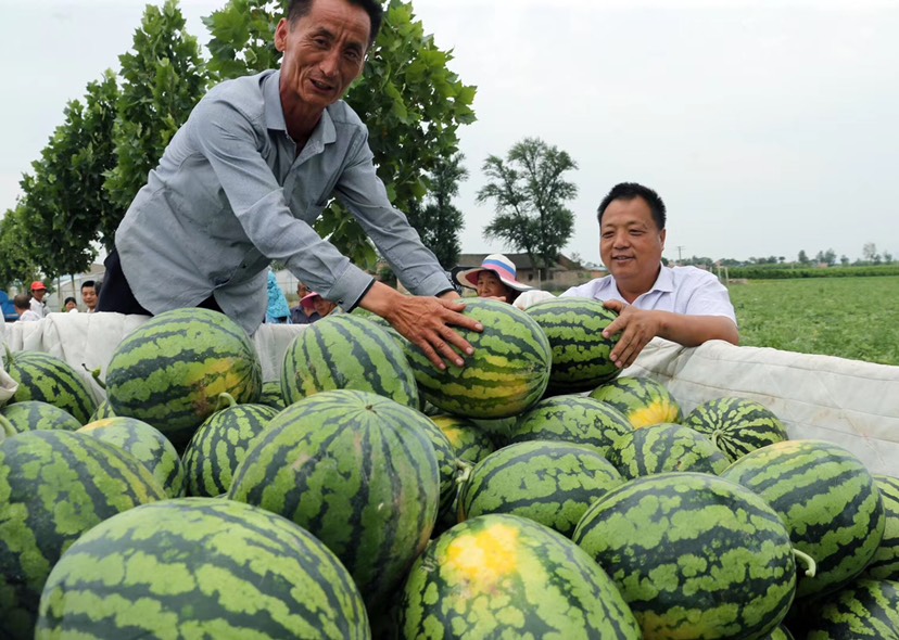 甜王西瓜種子  甜王五號西瓜種子  雙紅瓤大果皮薄耐運輸糖度大