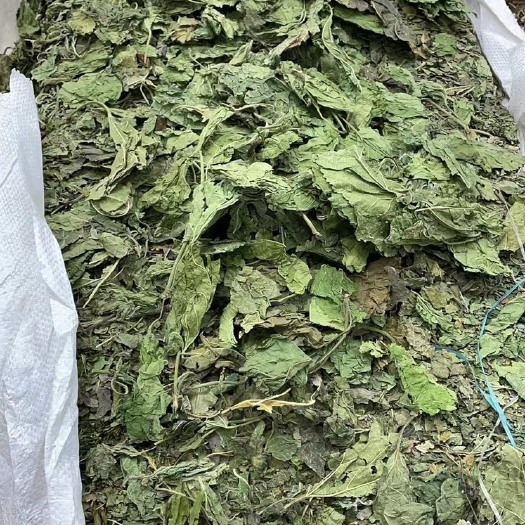 亳州秋季桑叶，饮片厂用全检青桑叶，含量达标，大货批发，量大从优