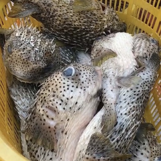 海口刺豚鱼 刺泡鱼