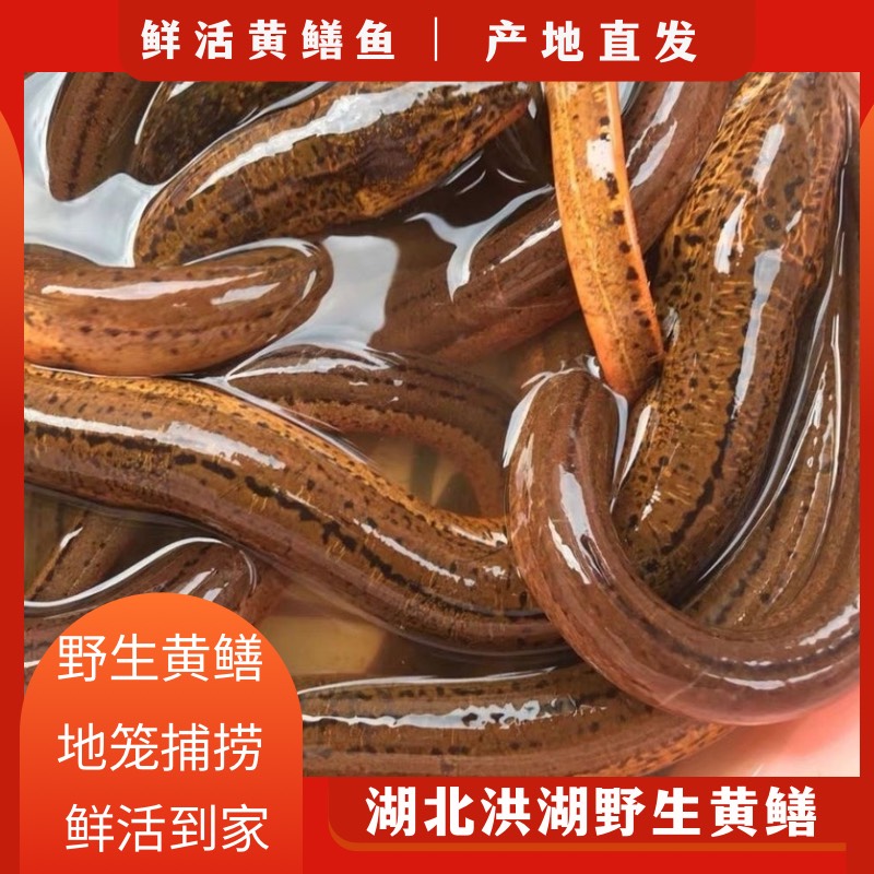 洪湖市【鲜活】黄鳝鱼 产地直发