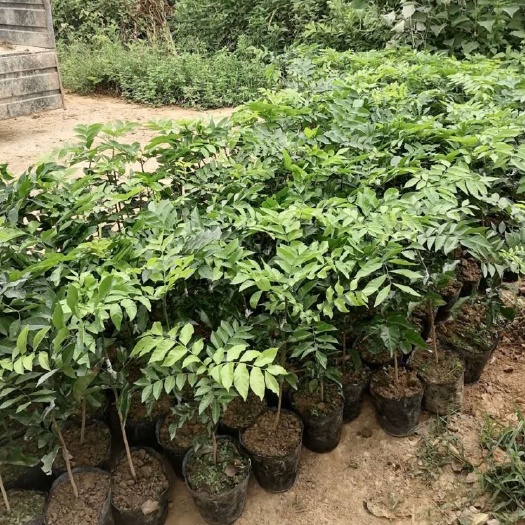 廉江市贵妃黄皮果苗 贵妃黄皮苗，产量高，味道好