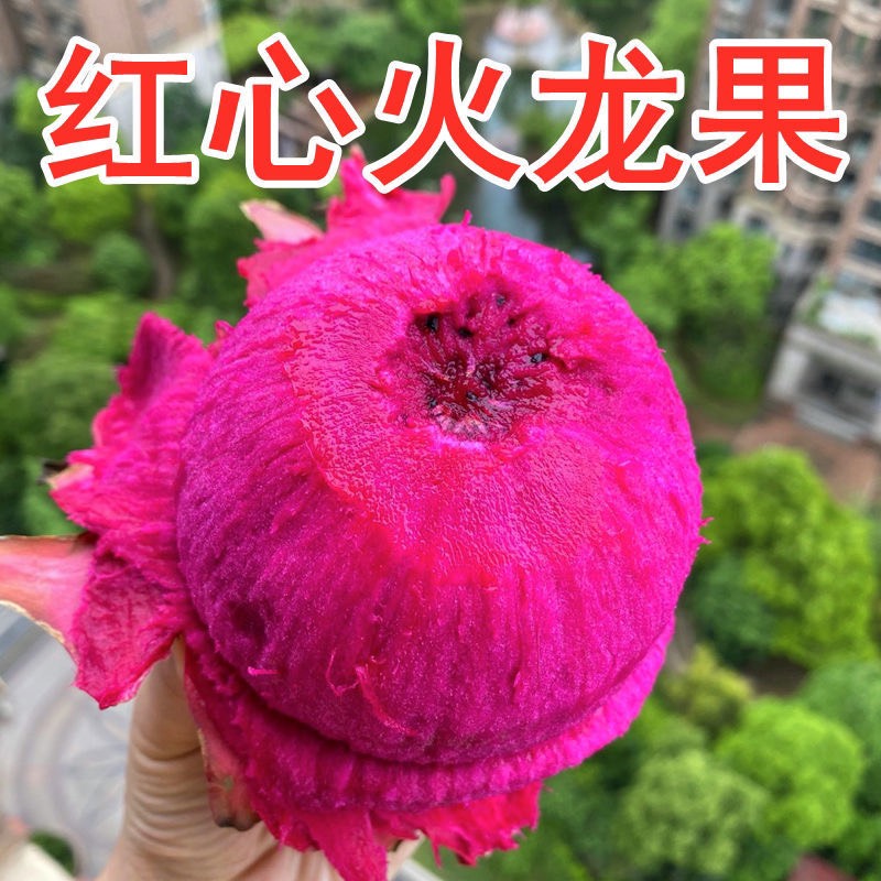 长沙【包邮-20斤火龙果】热销20斤广西金都一号红心火龙果