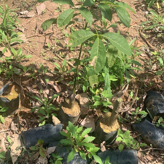 白沙县{特定地区包邮}橡胶苗黑皮107