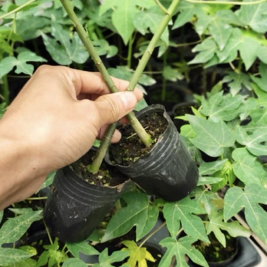 灵山县木瓜苗 木瓜红肉苗