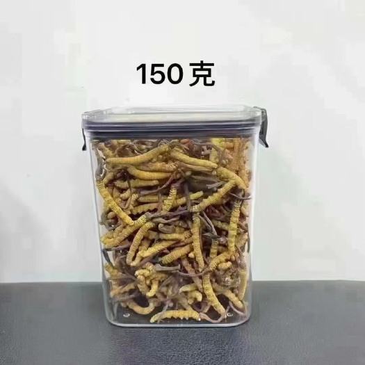 雅江县甘孜虫草 鲜草即将上市干草有现货。冬虫夏草