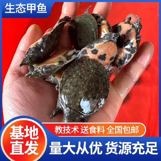 黎川县 甲鱼苗鳖苗