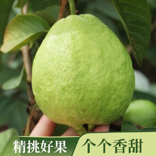 广州番石榴芭乐精品，减脂当季新鲜水果果园包邮批发现摘现发！