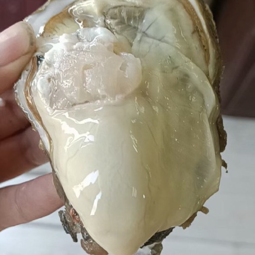 乳山市乳山三倍体生蚝上市山东生蚝乳山牡蛎养殖基地