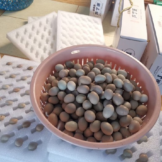 长沙 芦丁鸡种蛋