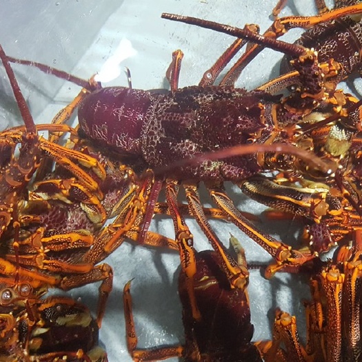 上海澳洲龙虾 澳大利亚南澳龙虾