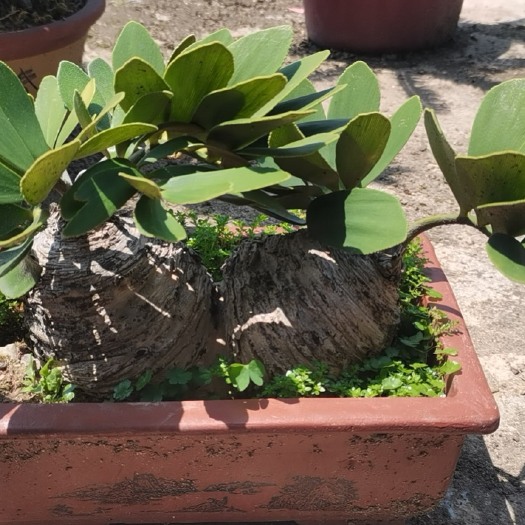 铁树盆景 漳州铁树种植基地苗农低价直销 墨西哥铁树变异铁树