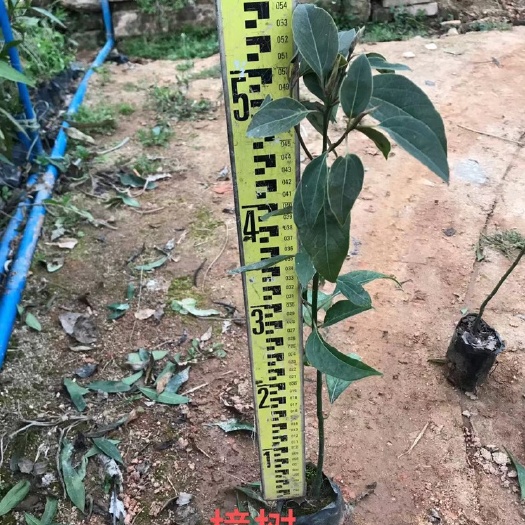 灵山县樟树苗 