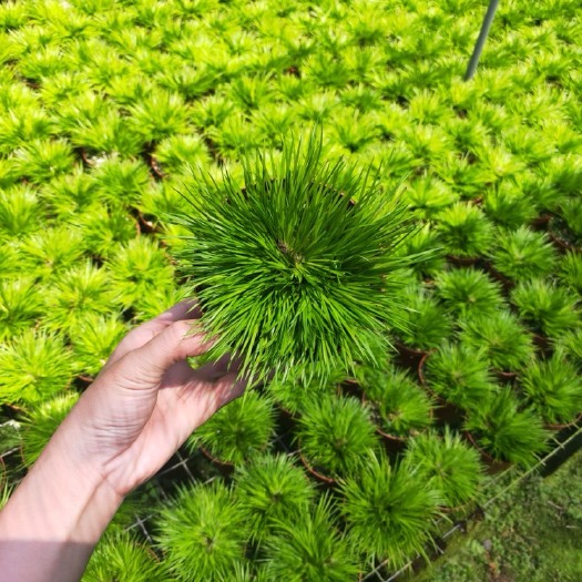 黄金姬菖蒲