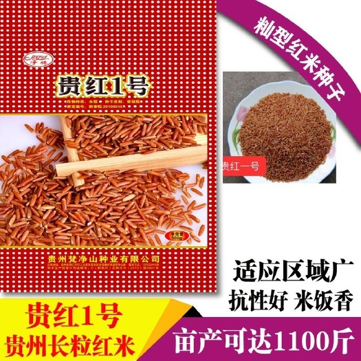 贵红1号水稻种子 红米水稻种子 贵红一号 胭脂米 矮杆