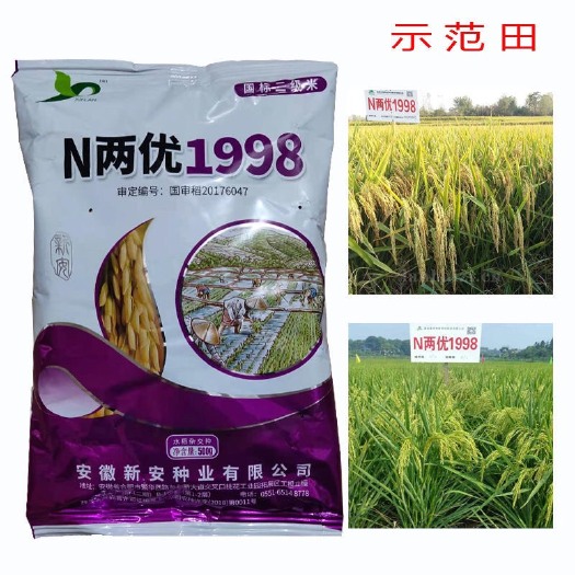 常德优质水稻种子 N两优1998 Y两优1998高l水稻杂交稻