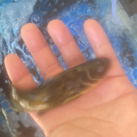 衢州黄颡鱼 黄刺鱼