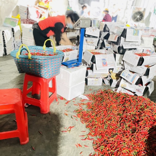 合浦县朝天椒新苗准备上市  现货供应