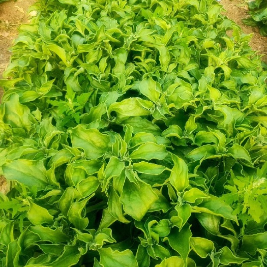潍坊冰草 冰菜