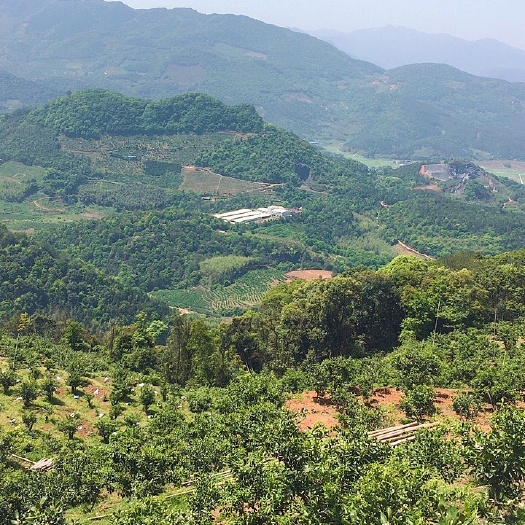 果园  下单签合同特早蜜橘园欢迎入股，每棵300元/年可获得50%